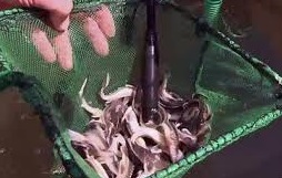 L'esturgeon tente de renaître dans le Danube L'esturgeon tente de renaître dans le Danube