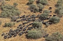 Aucune espèce à l'abri en cas de phénomène d'extinction massive