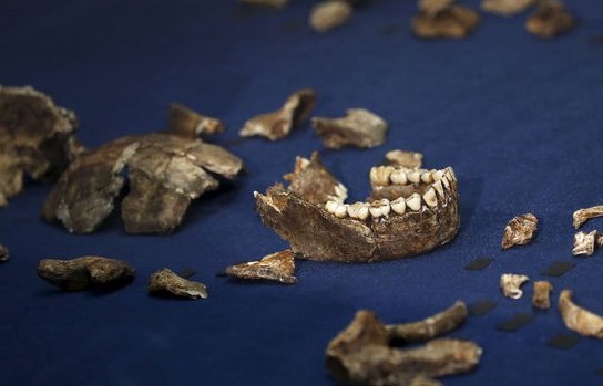 Découverte en Afrique du Sud de l’Homo naledi Découverte en Afrique du Sud de l’Homo naledi