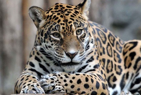 Insolite Insolite