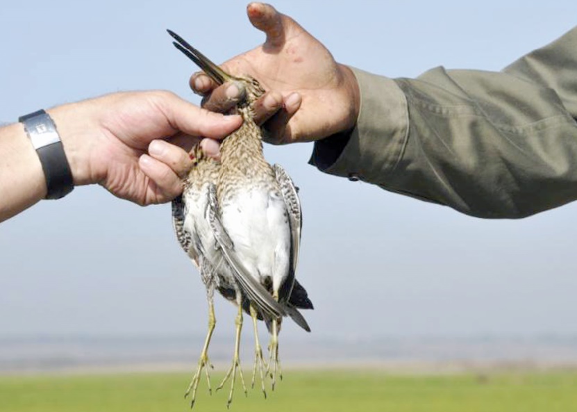 Ouverture de la saison de la chasse dans l'Oriental