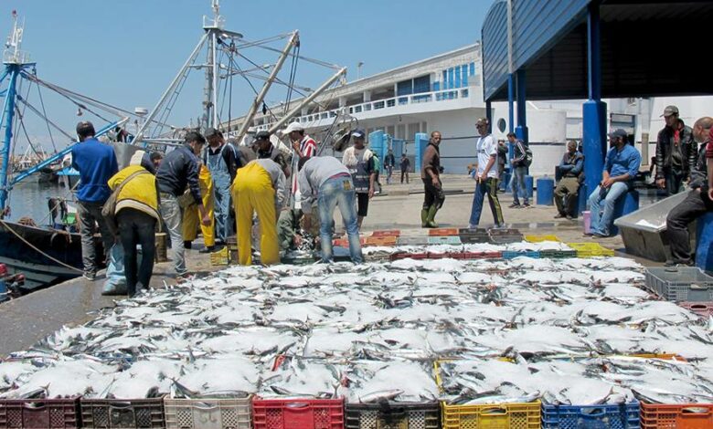 Port de Larache: Hausse de 10% des débarquements de pêche à fin septembre Port de Larache: Hausse de 10% des débarquements de pêche à fin septembre