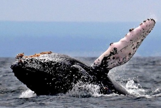 ​La disparition de grands animaux prive la planète de nutriments clés