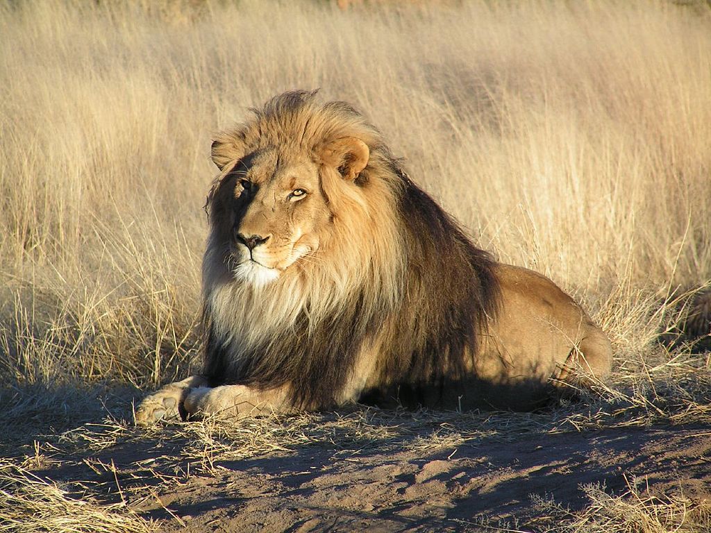 La moitié des lions d’Afrique pourrait  disparaître d’ici 20 ans