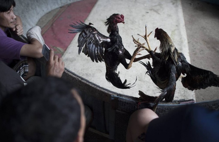 Les combats de coqs en Thaïlande, rare jeu d'argent autorisé, au nom de la tradition Les combats de coqs en Thaïlande, rare jeu d'argent autorisé, au nom de la tradition