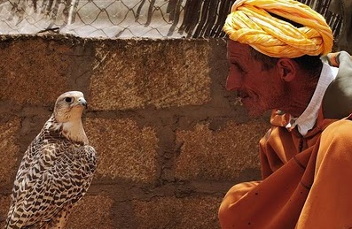 Le Maroc, seul pays africain et maghrébin présent à une exposition sur “L'art de la fauconnerie” à Lisbonne