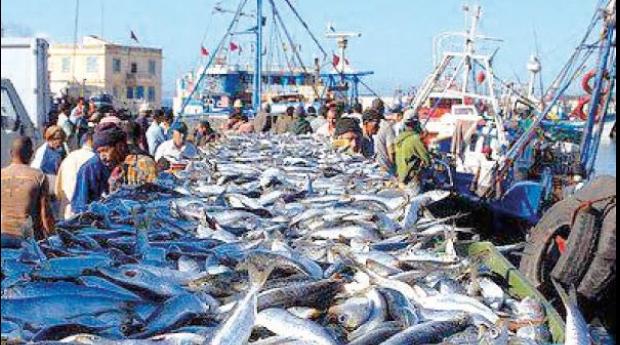 Pêche : hausse de la valeur des produits commercialisés de 6% en 2024 Pêche : hausse de la valeur des produits commercialisés de 6% en 2024