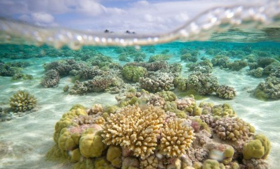 La perle de Tahiti, joyau vulnérable face au réchauffement de l'océan