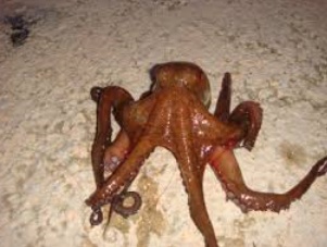 La reprise de la pêche du poulpe retardée au 1er décembre