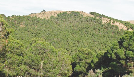 Partenariat HCEFLCD -CAM pour le financement du secteur coopératif forestier
