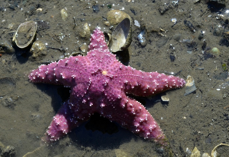 L'étoile de mer américaine, victime du changement climatique ?