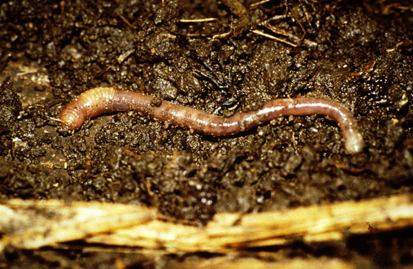 Quand le ver de terre paraît, le sol renaît Quand le ver de terre paraît, le sol renaît