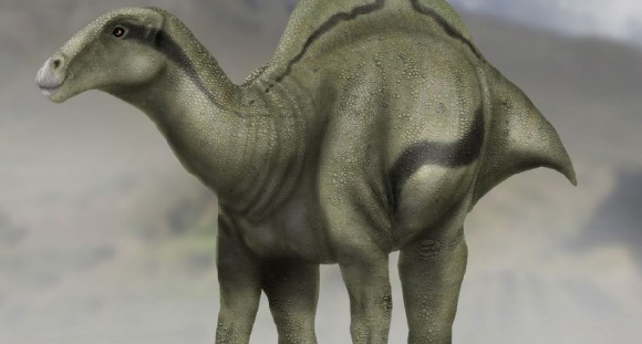 Découverte d’un nouveau dinosaure portant une voile sur le dos
