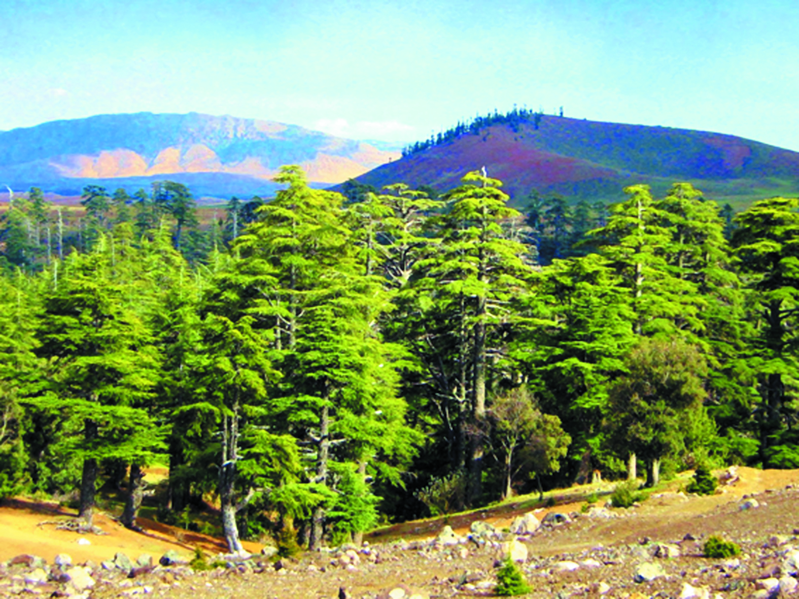 Financement de la conservation des forêts des  provinces de Taza, Taounate, Guercif et Al-Hoceima