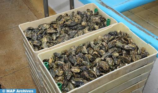 Dakhla: interdiction de la récolte et de la commercialisation de palourdes et huîtres issus de Boutalha et Duna Blanca