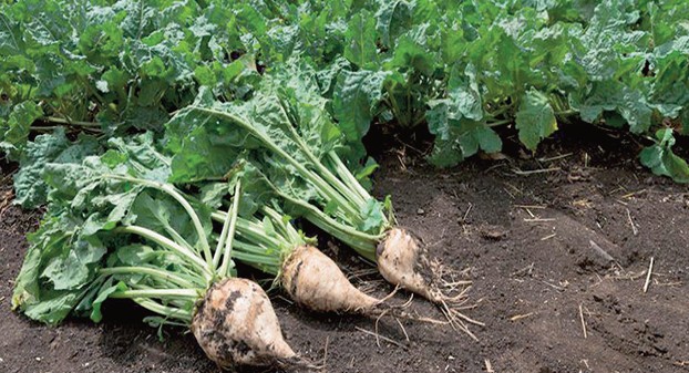 Betterave sucrière à Doukkala : Les espoirs des producteurs ravivés par les dernières précipitations Betterave sucrière à Doukkala : Les espoirs des producteurs ravivés par les dernières précipitations