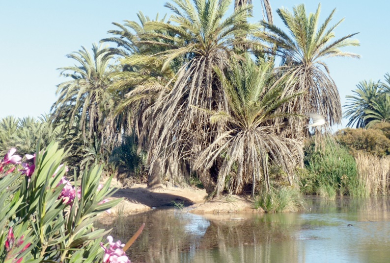 L'oasis de Tighmert : La beauté resplendissante d'une nature coriace