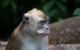 Des singes autistes, made in China