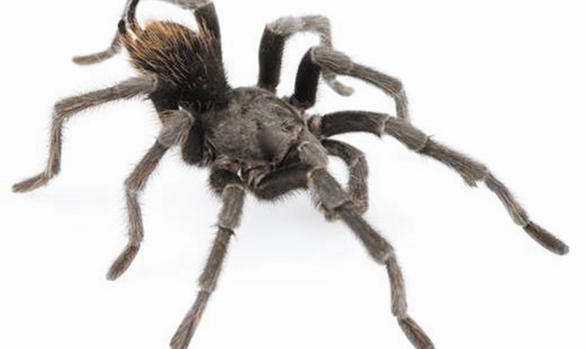 Une araignée du nom de Johnny Cash Une araignée du nom de Johnny Cash