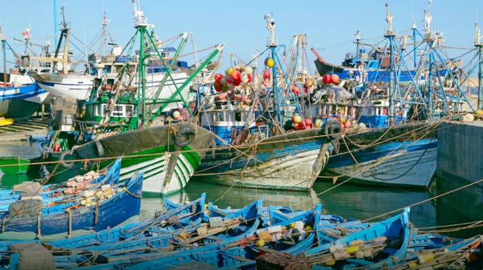 Port de Tan-Tan : Nette hausse des débarquements de la pêche à fin mai