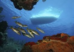 Le bruit des bateaux double la mortalité des poissons