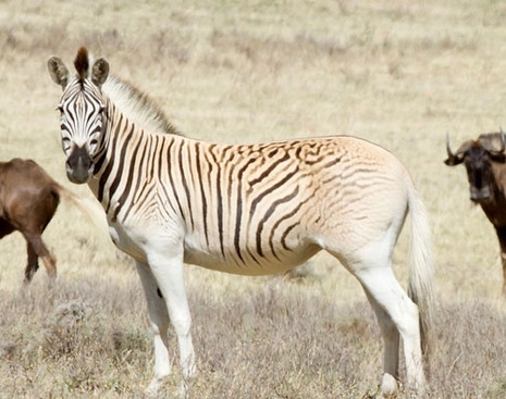 Le retour du “quagga”, animal éteint puis ressuscité en Afrique du Sud