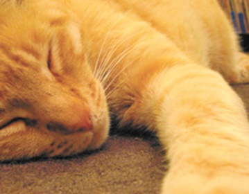 Insolite : ça ronronne pour les chats