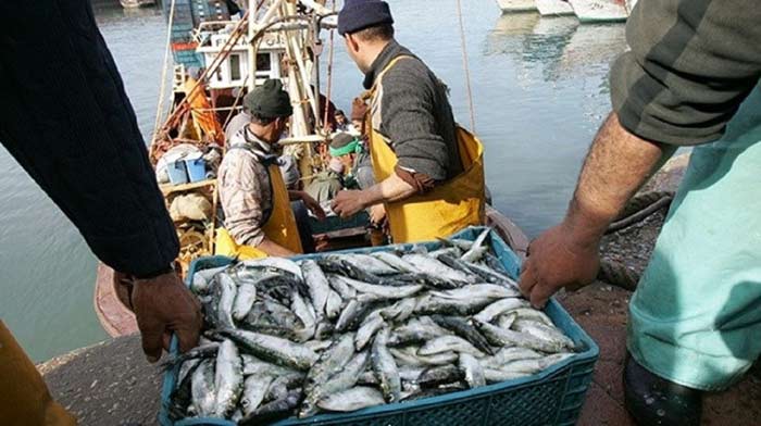 Pêche côtière et artisanale : Des volumes en recul, mais des filières en mutation