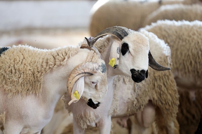 Augmentation des effectifs du cheptel marocain