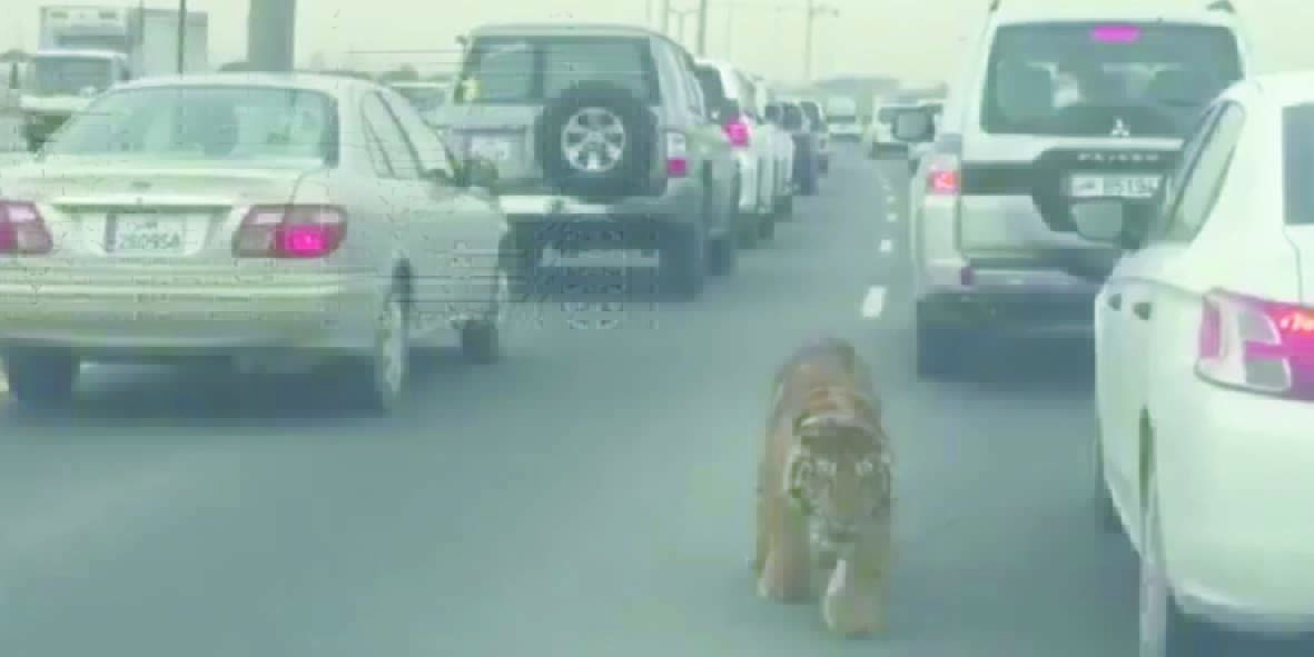 Insolite