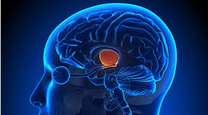 De petites neurones pour inhiber la douleur