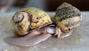 Le sexe des escargots perturbé par la peinture des bateaux