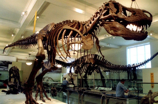 Les T.rex ne sont devenus énormes qu'à la fin de leur évolution Les T.rex ne sont devenus énormes qu'à la fin de leur évolution