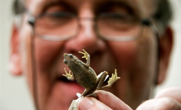 L'Atelopus Farci, grenouille colombienne au nom de guérilla