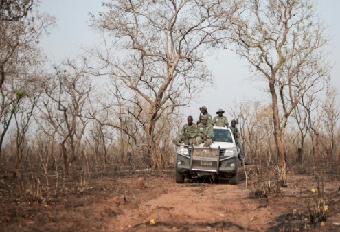 Sur les traces des derniers lions du Nigeria Sur les traces des derniers lions du Nigeria