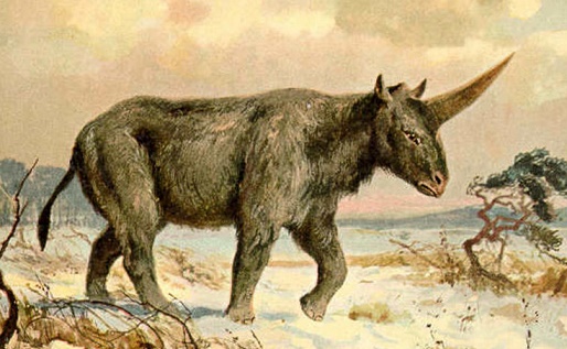 Des hommes préhistoriques auraient pu côtoyer la licorne sibérienne