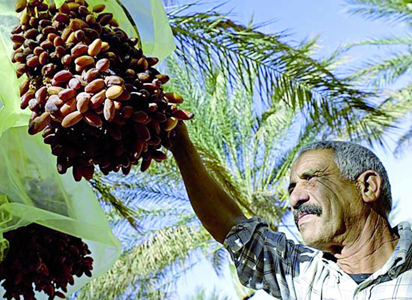 Mobilisation régionale pour protéger le palmier dattier et l’olivier