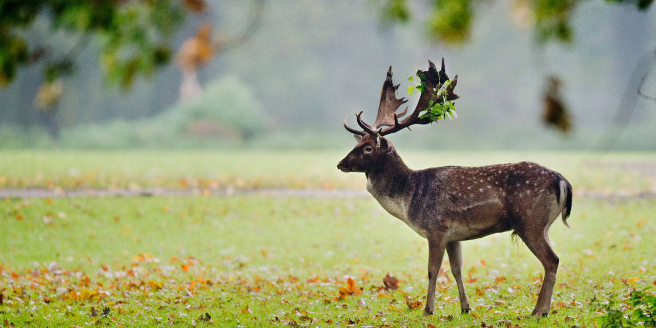 Où sont les cerfs ? Dans les bateaux !