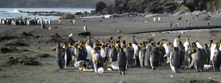 Manchots d'Antarctique recherchent crevettes