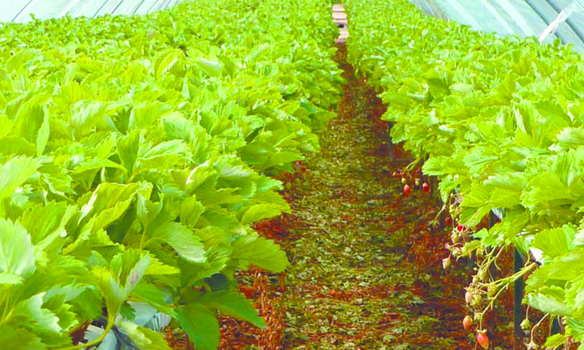 Journée d'étude à Agadir sur  l’économie d'eau et la culture hors sol Journée d'étude à Agadir sur  l’économie d'eau et la culture hors sol