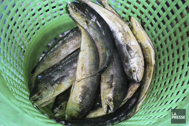Des polluants dans des poissons empêcheraient le corps d'éliminer les toxines