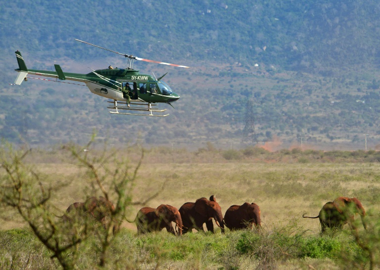 Des colliers GPS pour suivre les éléphants et les protéger d'un chemin de fer au Kenya