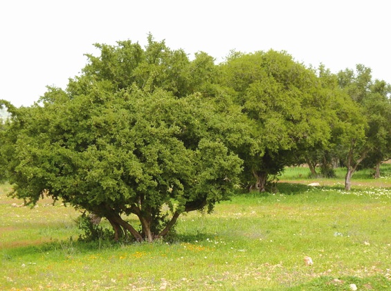 L’arganier du Haut-Atlas, une plante pour la protection de l'environnement et une source de vie pour plusieurs familles