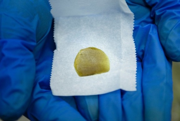 "Made in Washington", la marijuana se cultive à deux pas du pouvoir américain "Made in Washington", la marijuana se cultive à deux pas du pouvoir américain