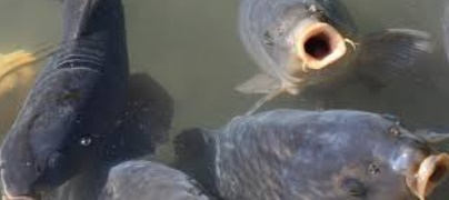 Insolite : Eradication des carpes