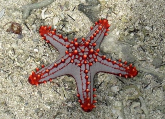Fin de l'hécatombe des étoiles de mer sur la côte ouest américaine