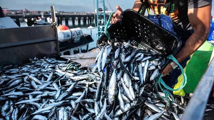 Fermeture de la zone sud (stock C) à la pêche jusqu’à la fin de juin