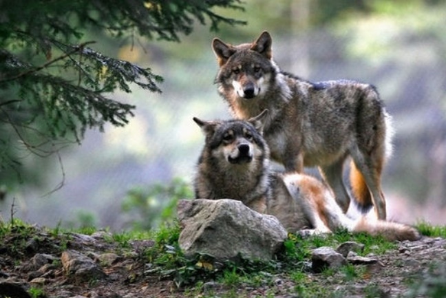 Autoriser des abattages de loups renforce  le braconnage