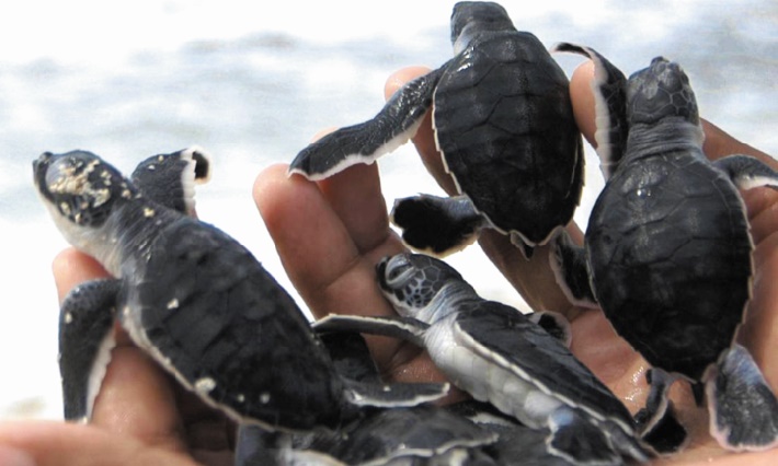 Les bébés-tortues pris au piège des lumières artificielles
