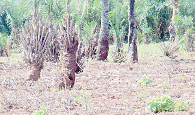 Aide à la décision pour de la gestion durable des terres